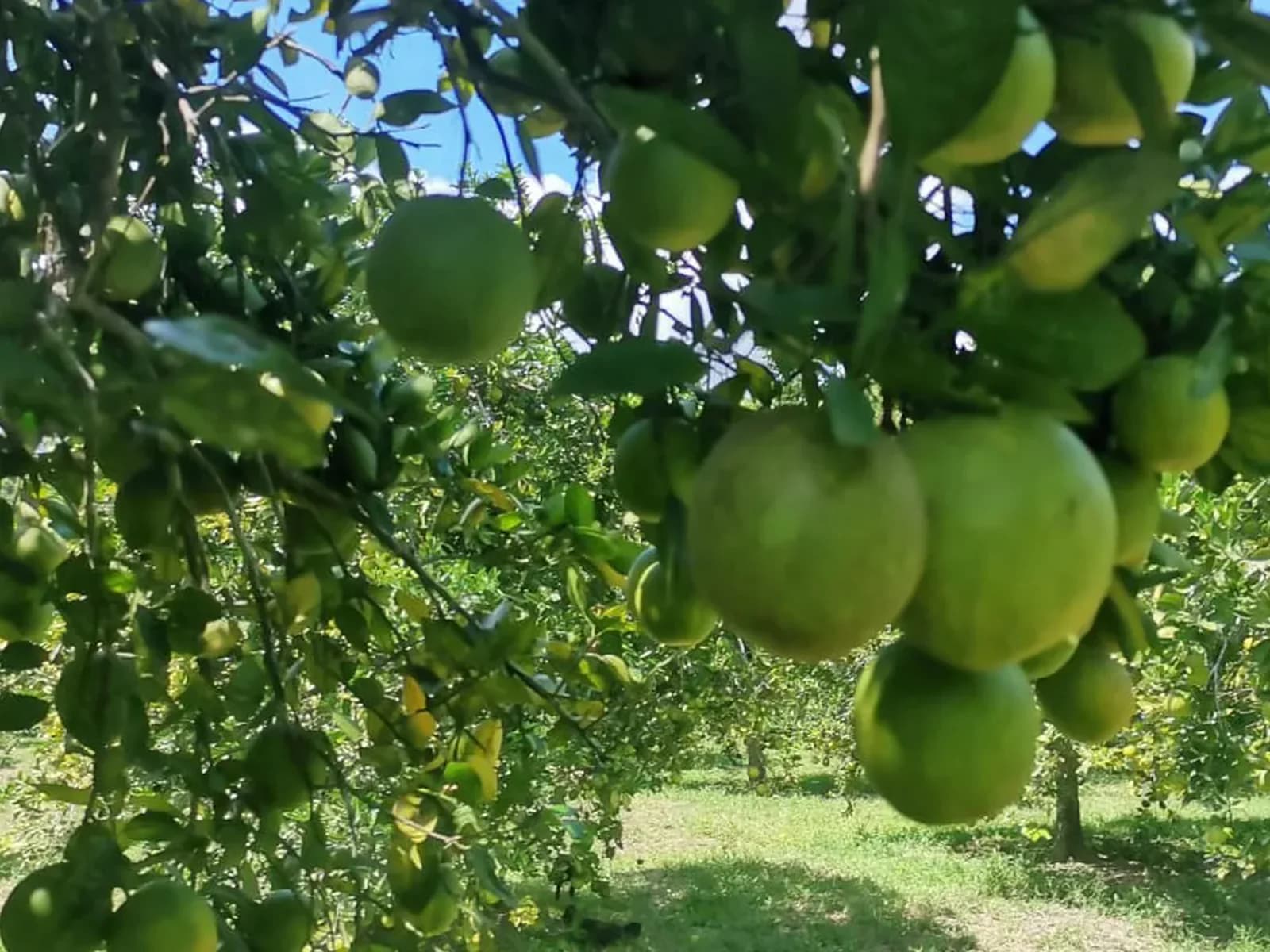 Limes growing in a cultivated orchard.