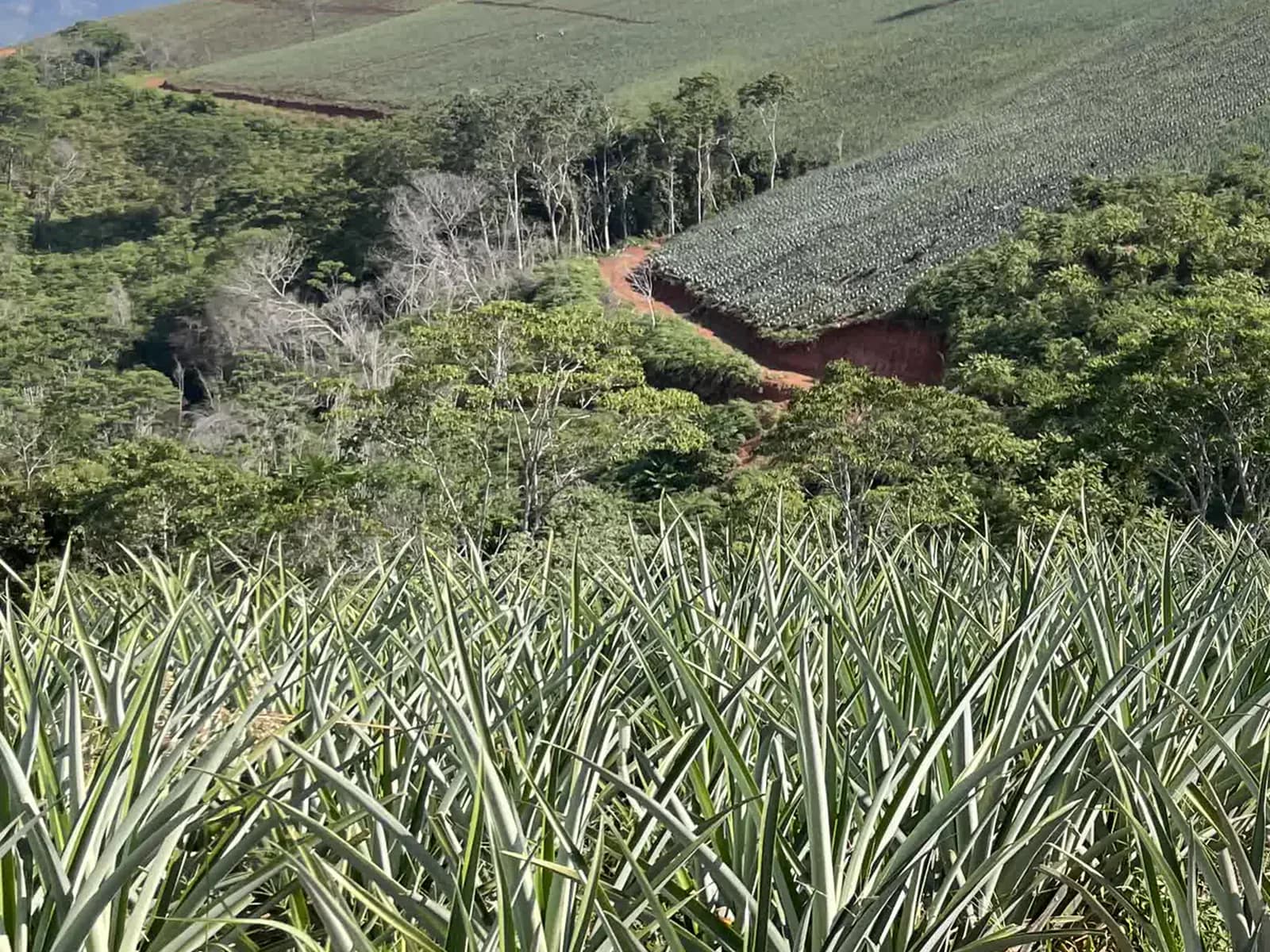 Rows of pineapple plants across cultivated hillside fields.