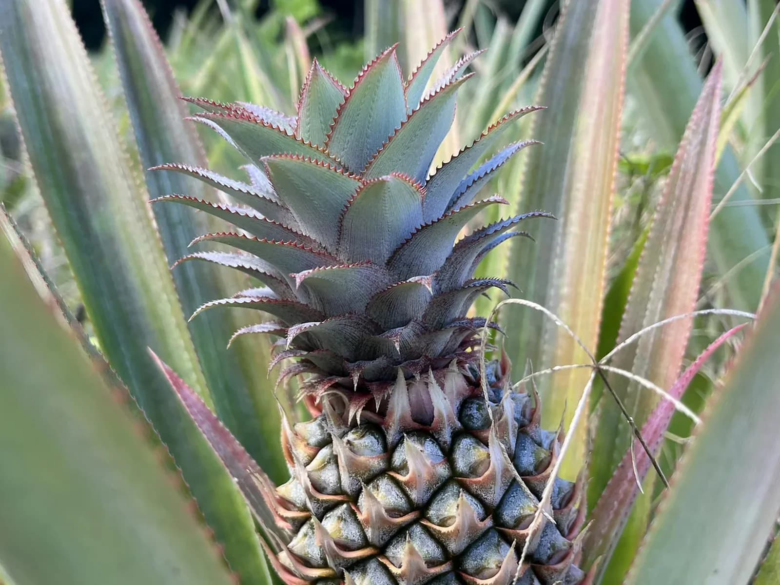 A pineapple fruit developing on the plant.