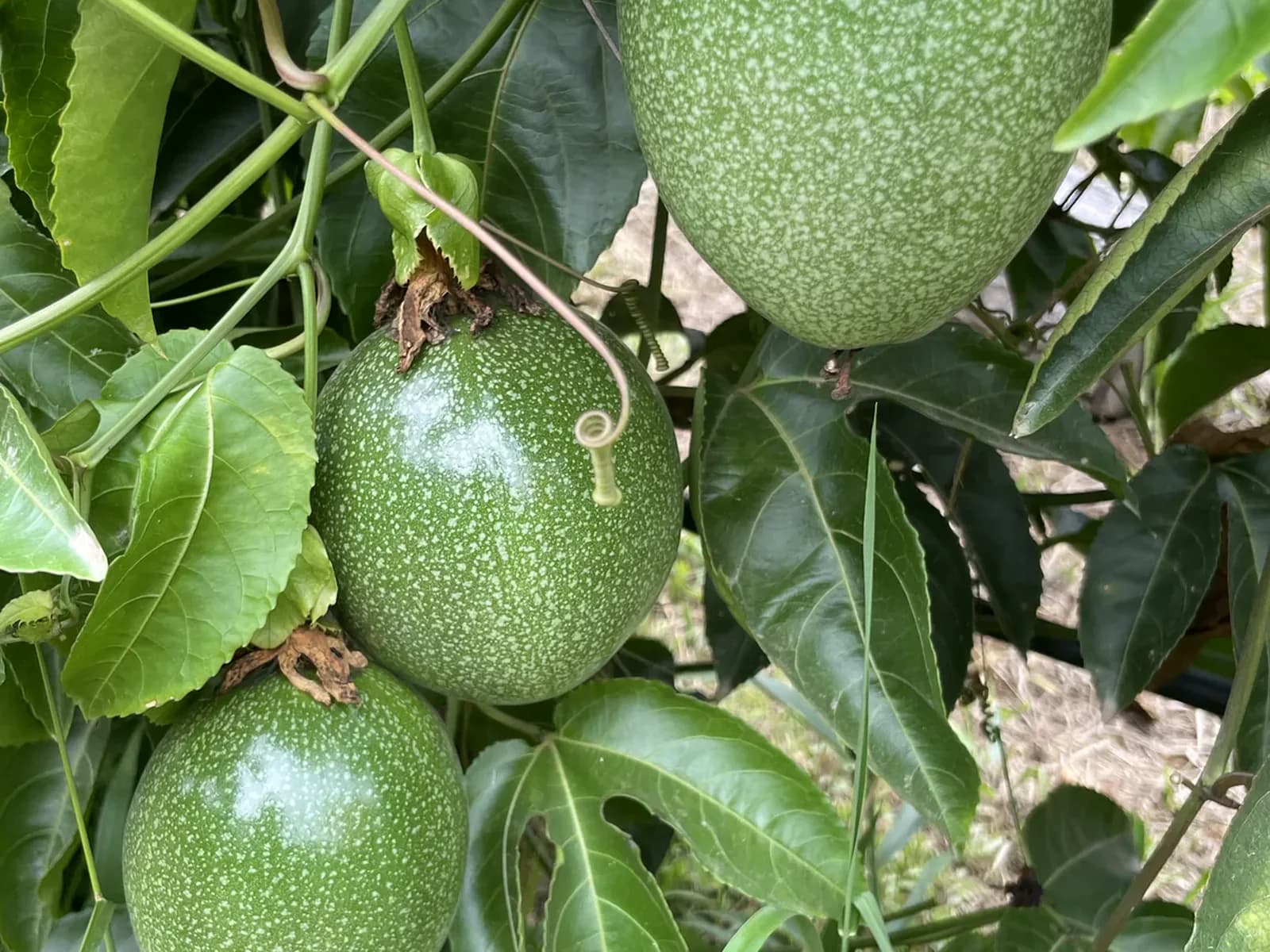 Passion fruit growing across an established vine crop.